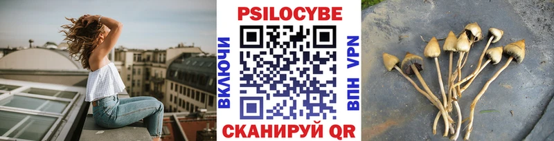 где найти   Чаплыгин  Псилоцибиновые грибы Cubensis 